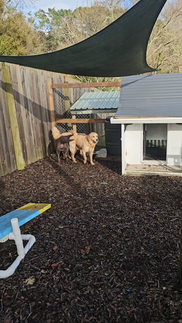 What can I say, when I have just cleaned this trough...Gundogs!!! #aucklanddogs #dogboarding #dogday...