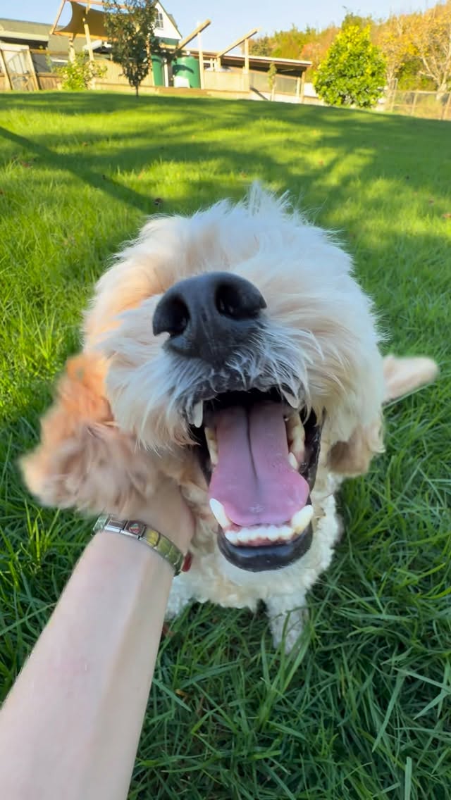 Loofy got the zoomies!! What a cutie (Wait for it) #teamokennels #dogboarding