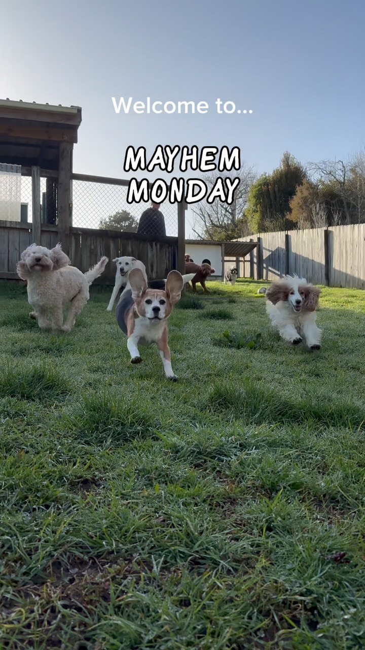 MAYHEM MONDAY Apparently the best way to kick off theme week was to simply open the gate and release...