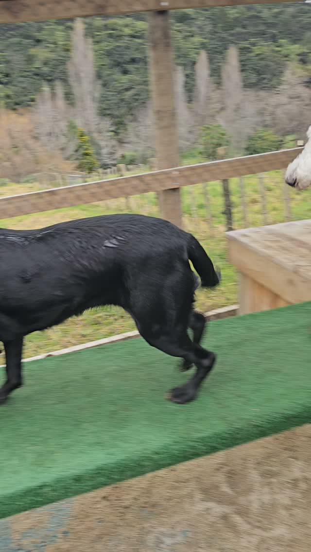 I LOVE the Legz Legacy yard we built in memory of our old girl Legz! The dogs absolutely love it and...