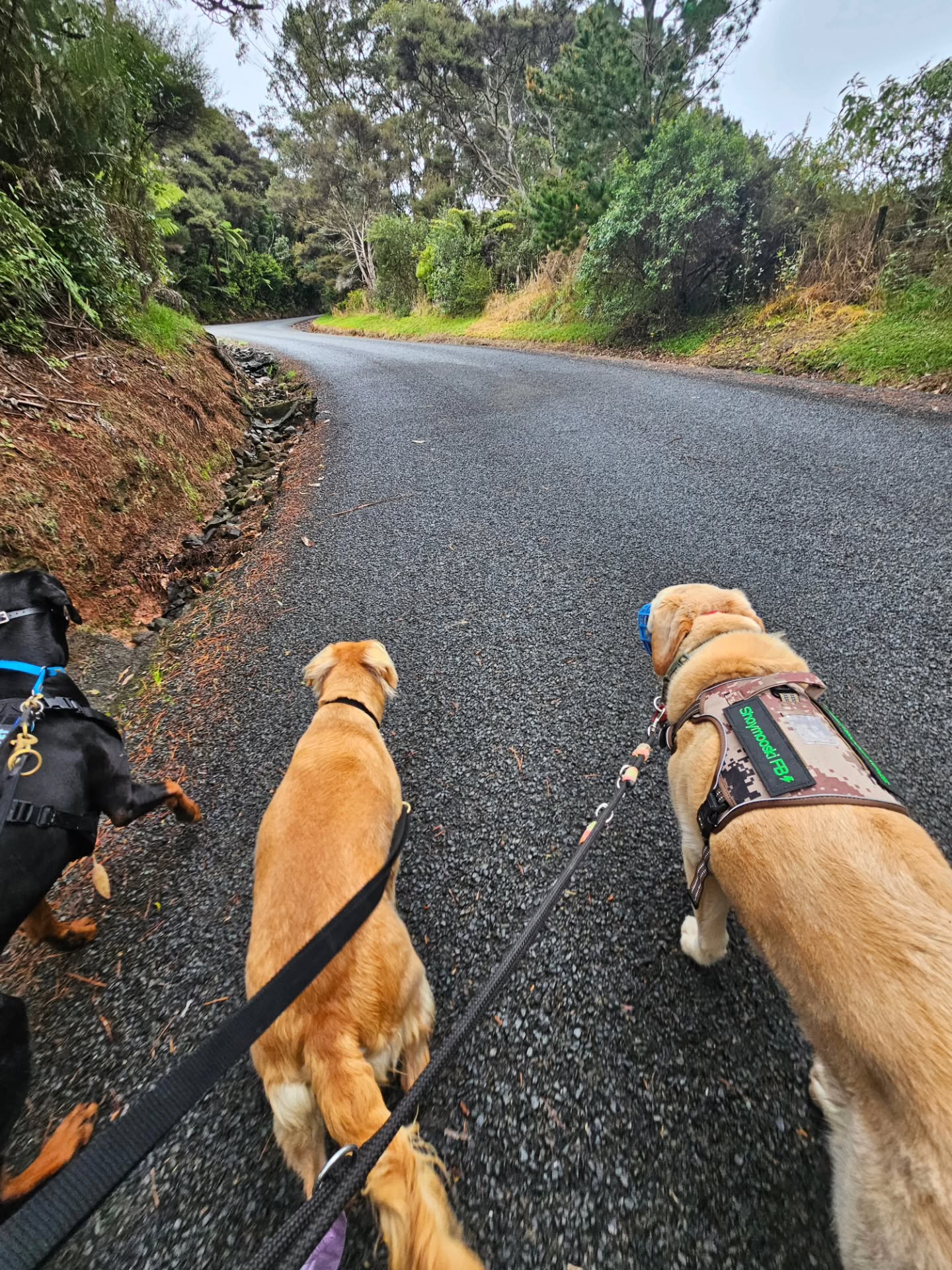The four of us on a Friday morning walk around the block. Three of us loved it, one of us hates the ...