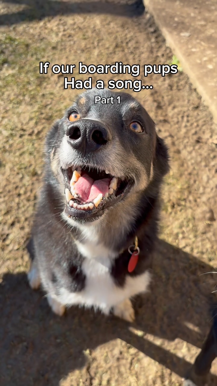 What if our boarding dogs had a song? But based off their names! #dogboarding #dogkennel #teamokenne...