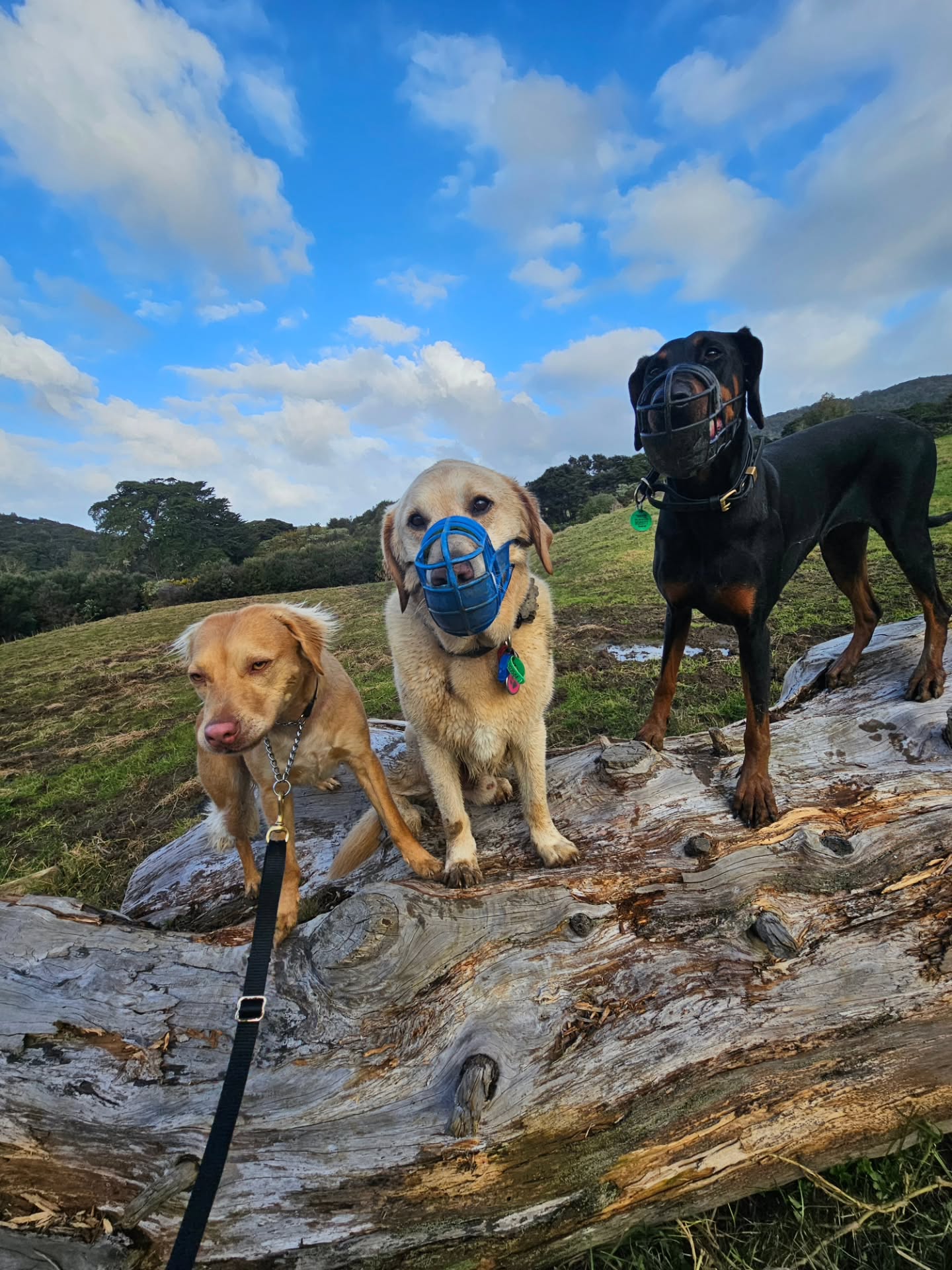A lovely Tuesday afternoon walk with these 3 crazy kids. Up Long Rd and around the block. Such a lov...