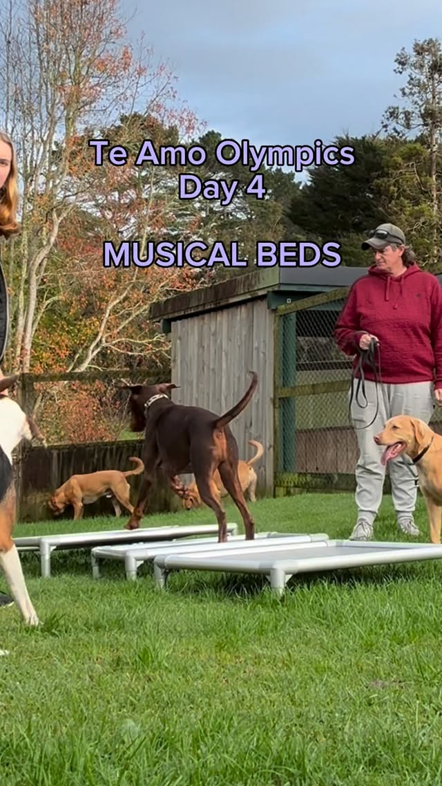 TE AMO OLYMPICS - DAY 4 RESULTS ARE IN The Musical Beds event is officially complete. After fierce c...