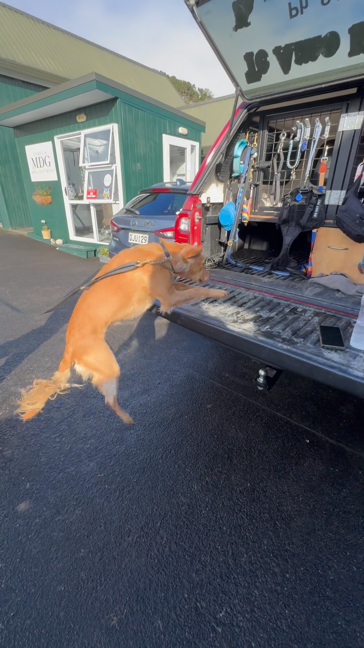 It's the small wins that make us happy and off she goes for her run! #teamokennels #smallwin #dogday...