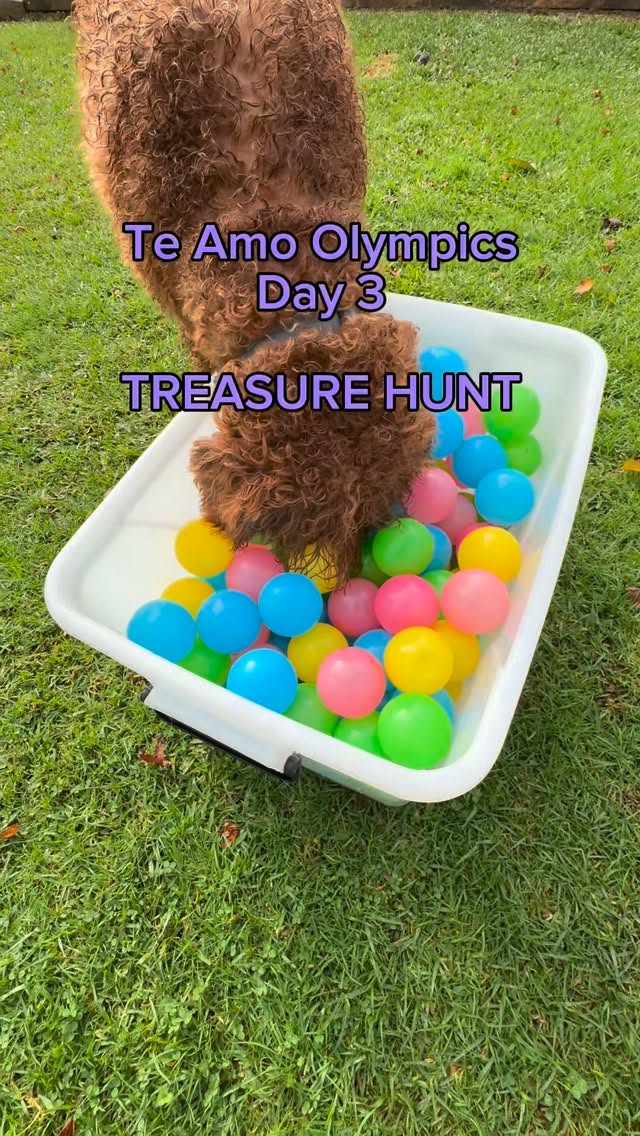 TE AMO OLYMPICS - DAY 3 RESULTS ARE IN The Treasure Hunt is officially complete. After fierce compet...