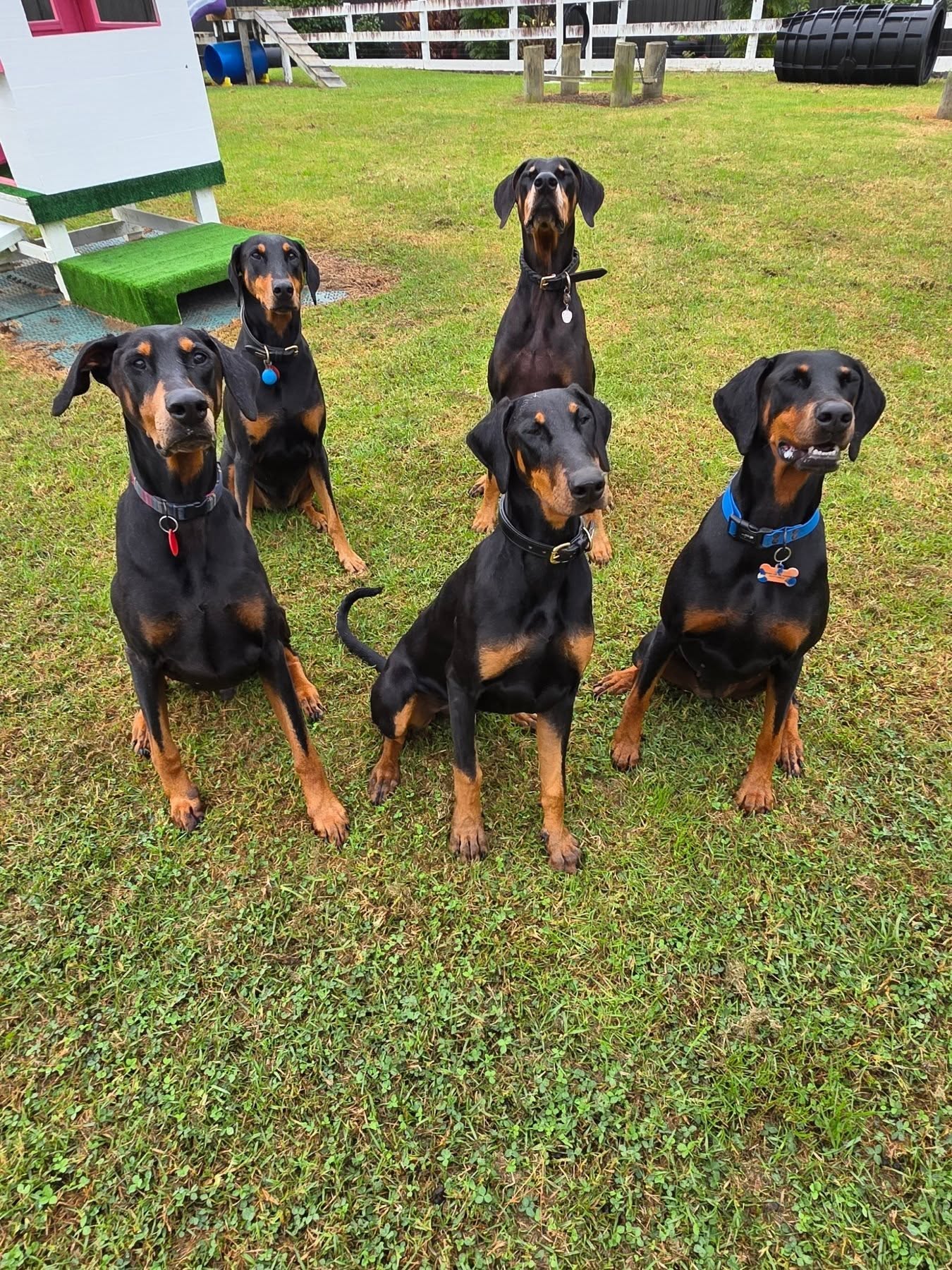 Happy Monday everyone! Whats better than one Dobe??? eh Tanz!!!