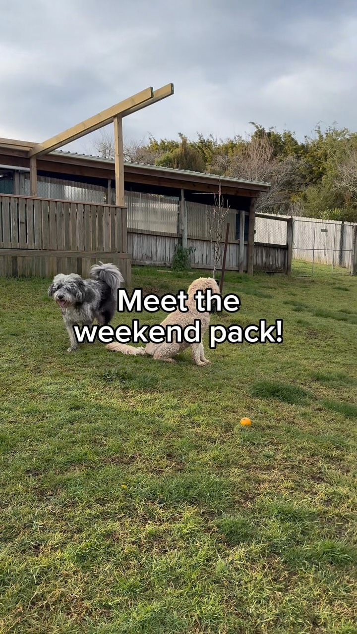 Last weekend’s pack, formally introduced We had a sheep, a pooper scooper, a Captain, some crazy t*t...