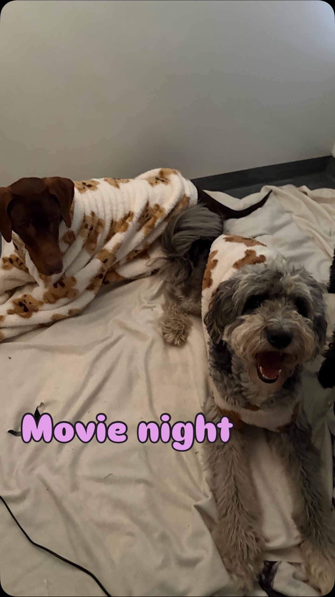 What was supposed to be a relaxing evening turned out to be quite the chaotic little gathering of te...