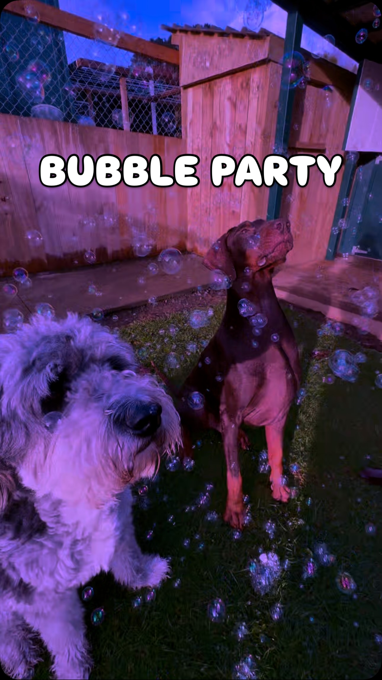 Are we idiots for doing this... or just ICONIC who else is throwing parties like this?! With dog saf...