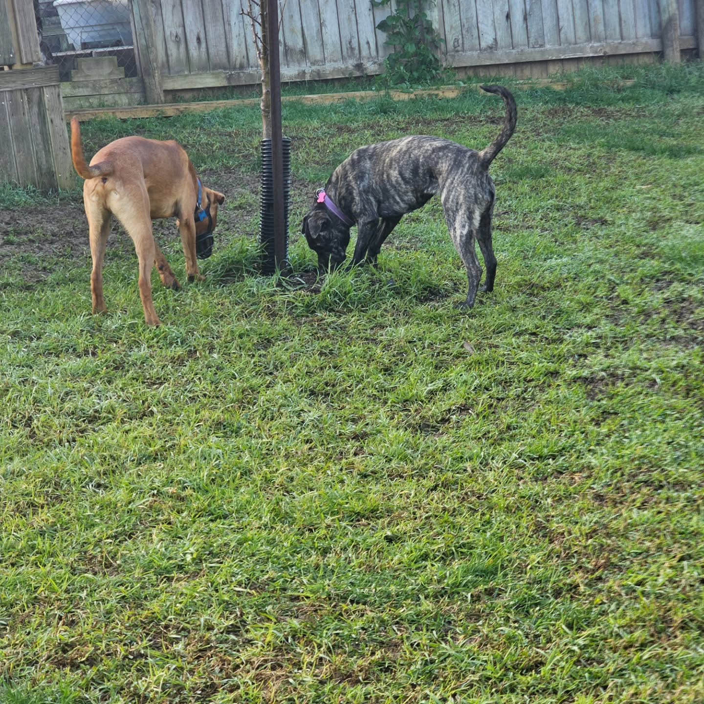 Happy hump day everyone! #aucklanddogs #dogboarding #dogdaycare #teamokennels #westaucklanddogs