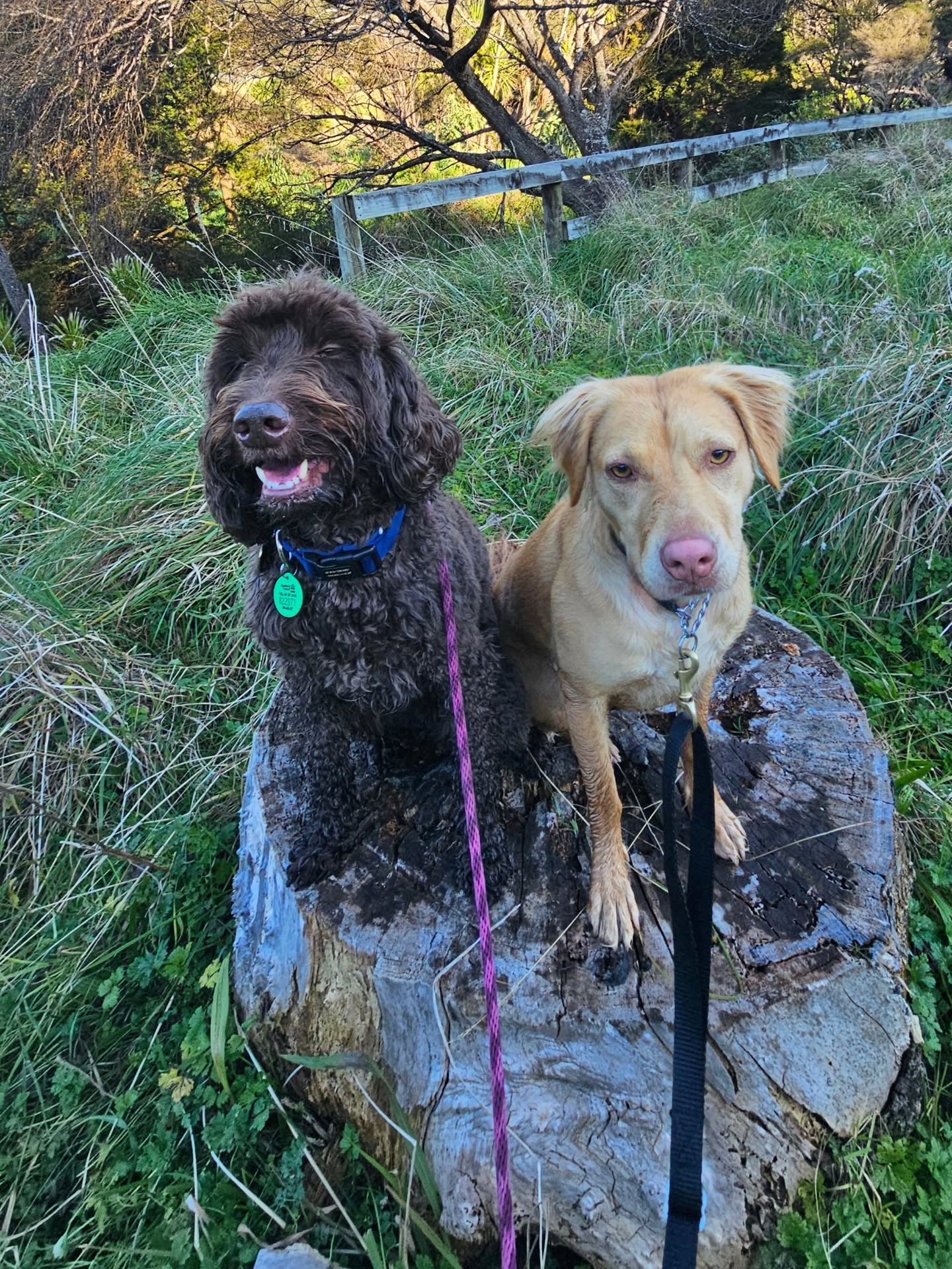 A Tuesday afternoon walk with Paris and Jerry exploring. They loved it! #aucklanddogs #dogboarding #...