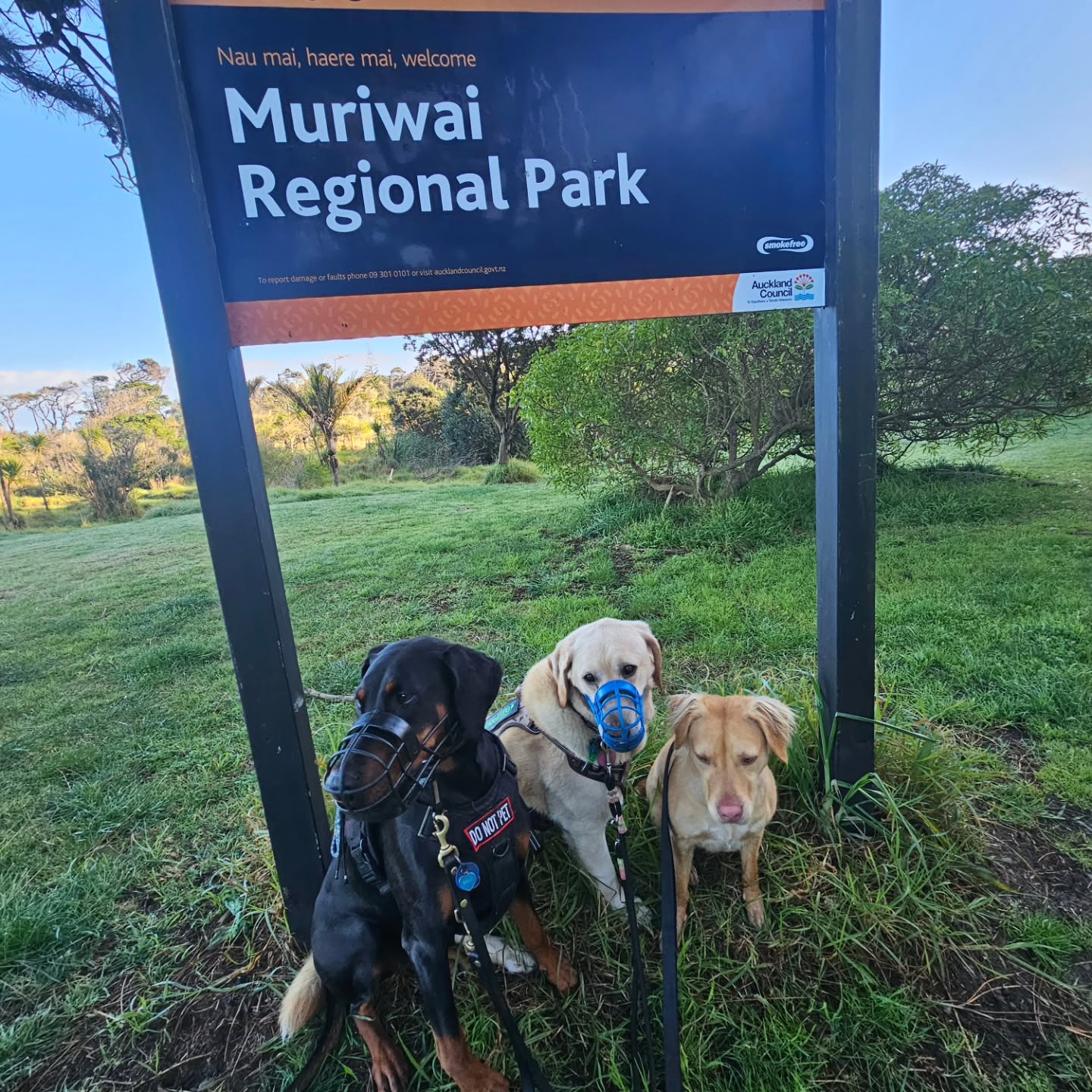 Happy Friday! #aucklanddogs #dogboarding #dogdaycare #teamokennels #westaucklanddogs