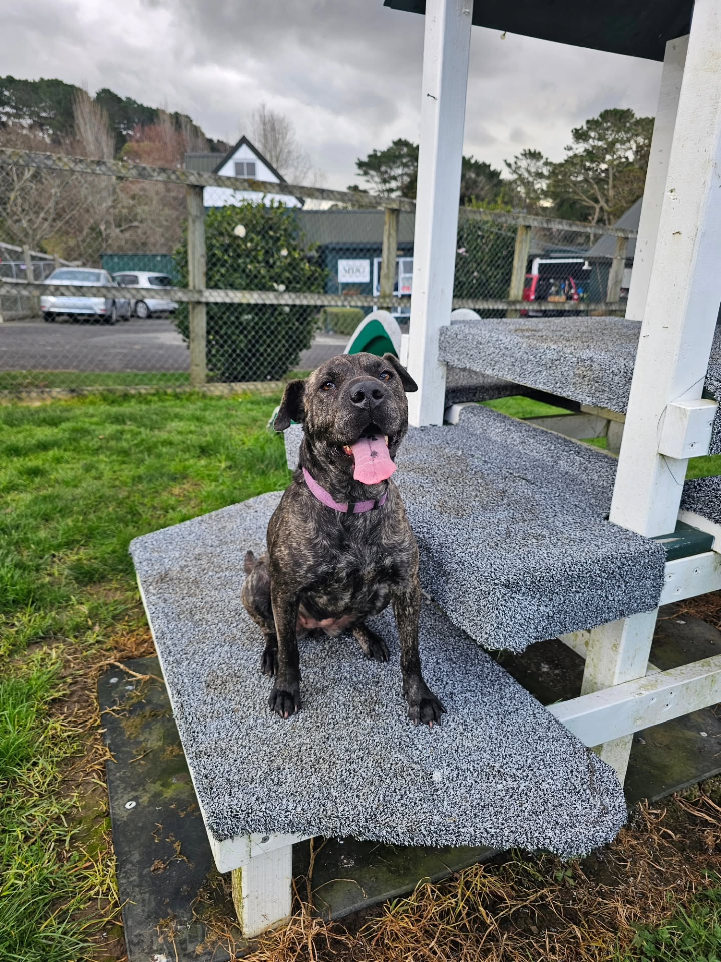 Just a Monday afternoon with these guys. #aucklanddogs #dogboarding #dogdaycare #teamokennels #westa...