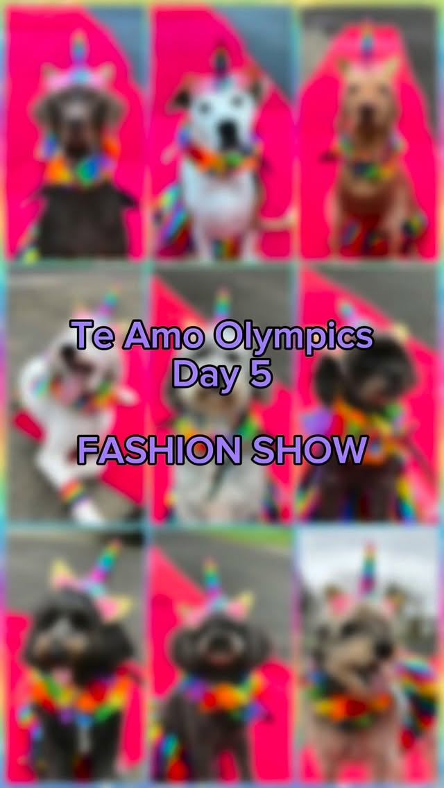 TE AMO OLYMPICS – DAY 5: FASHION SHOW The runway is officially open. After weeks of training, teamwo...