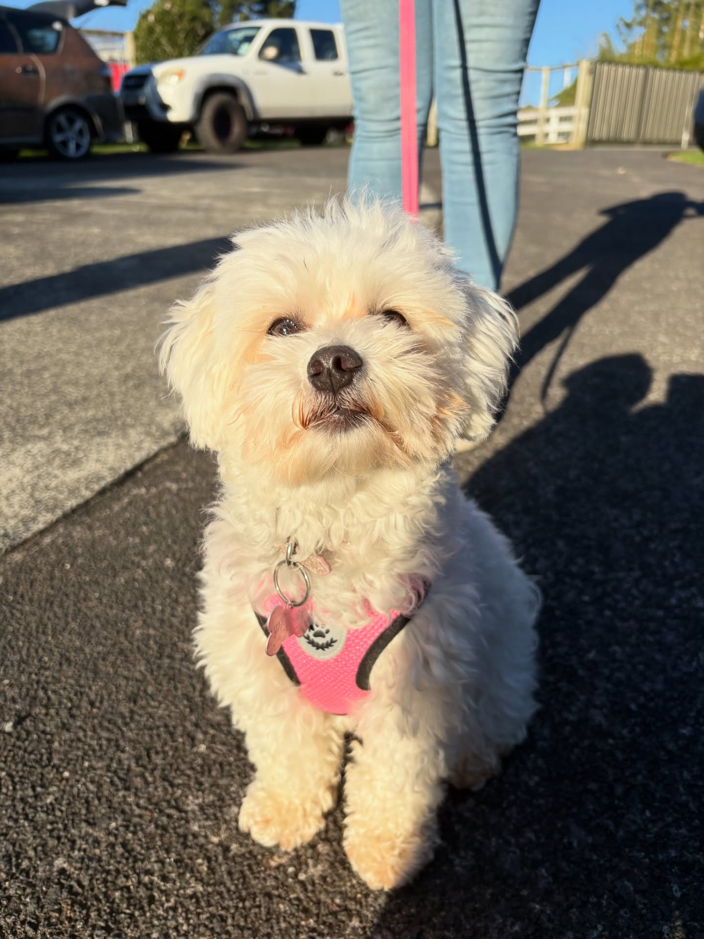 Meet CiCi Genuine re-homing on behalf... Female Maltese x Shih Tzu Born 10th October 2024 Very sweet...
