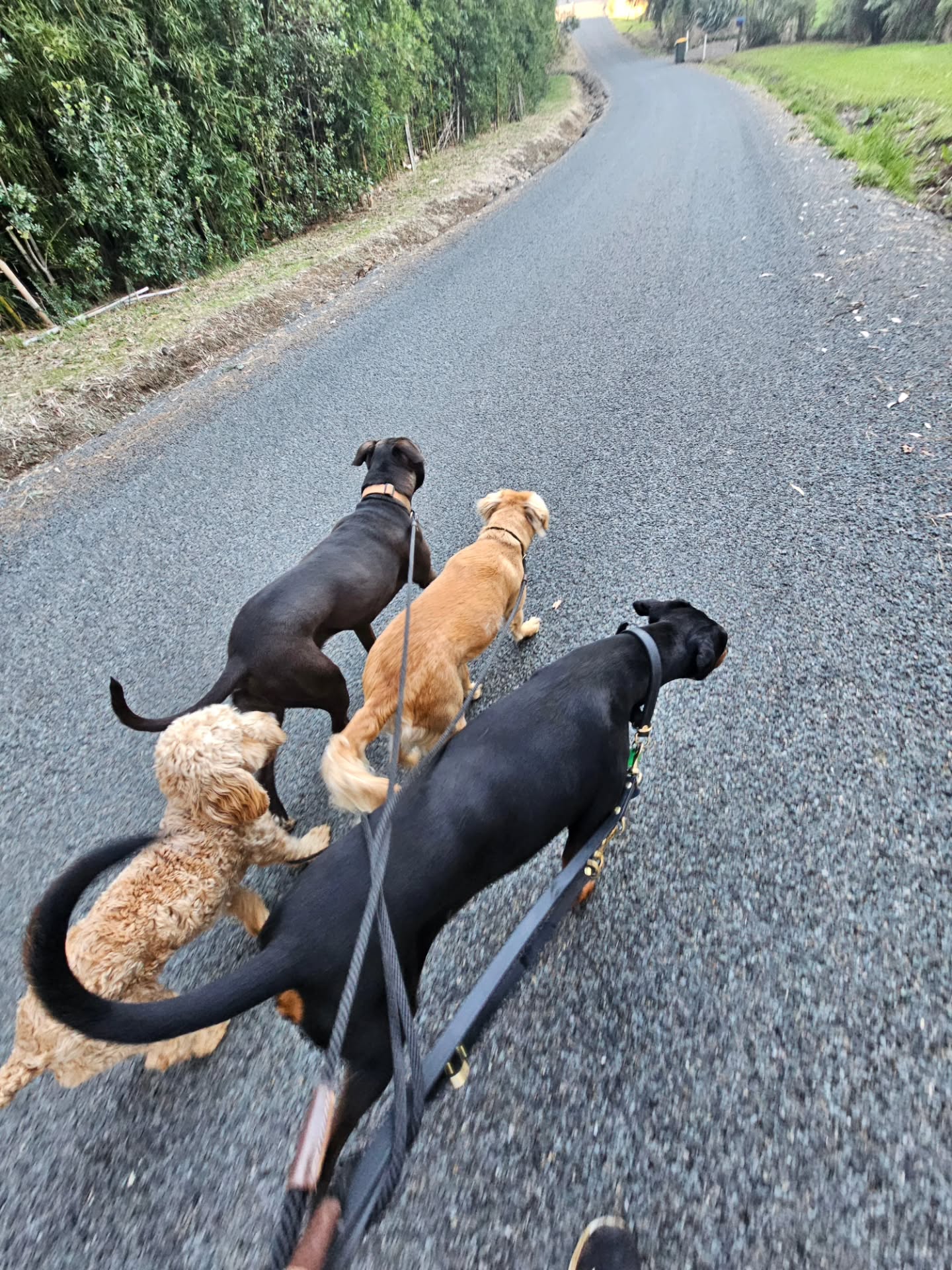 Tuesday afternoons walk around the block with these guys. They enjoyed the change of scenery, I enjo...