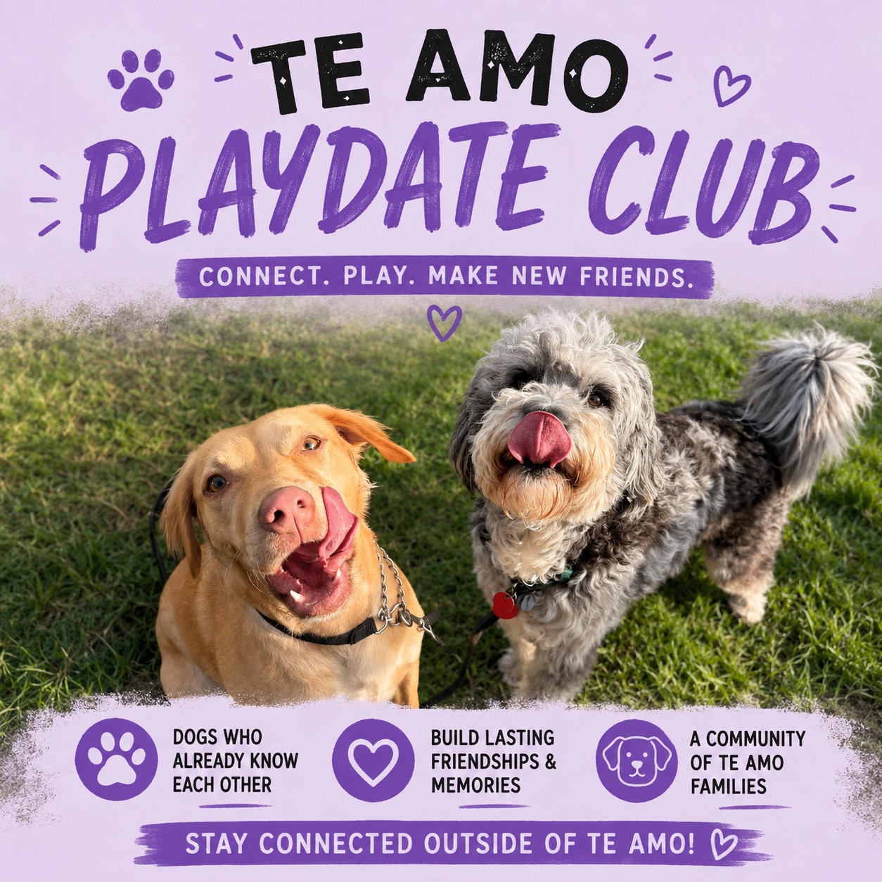 DOES YOUR DOG HAVE A BEST FRIEND AT TE AMO? We’ve had a few clients ask if any of their dog’s daycar...