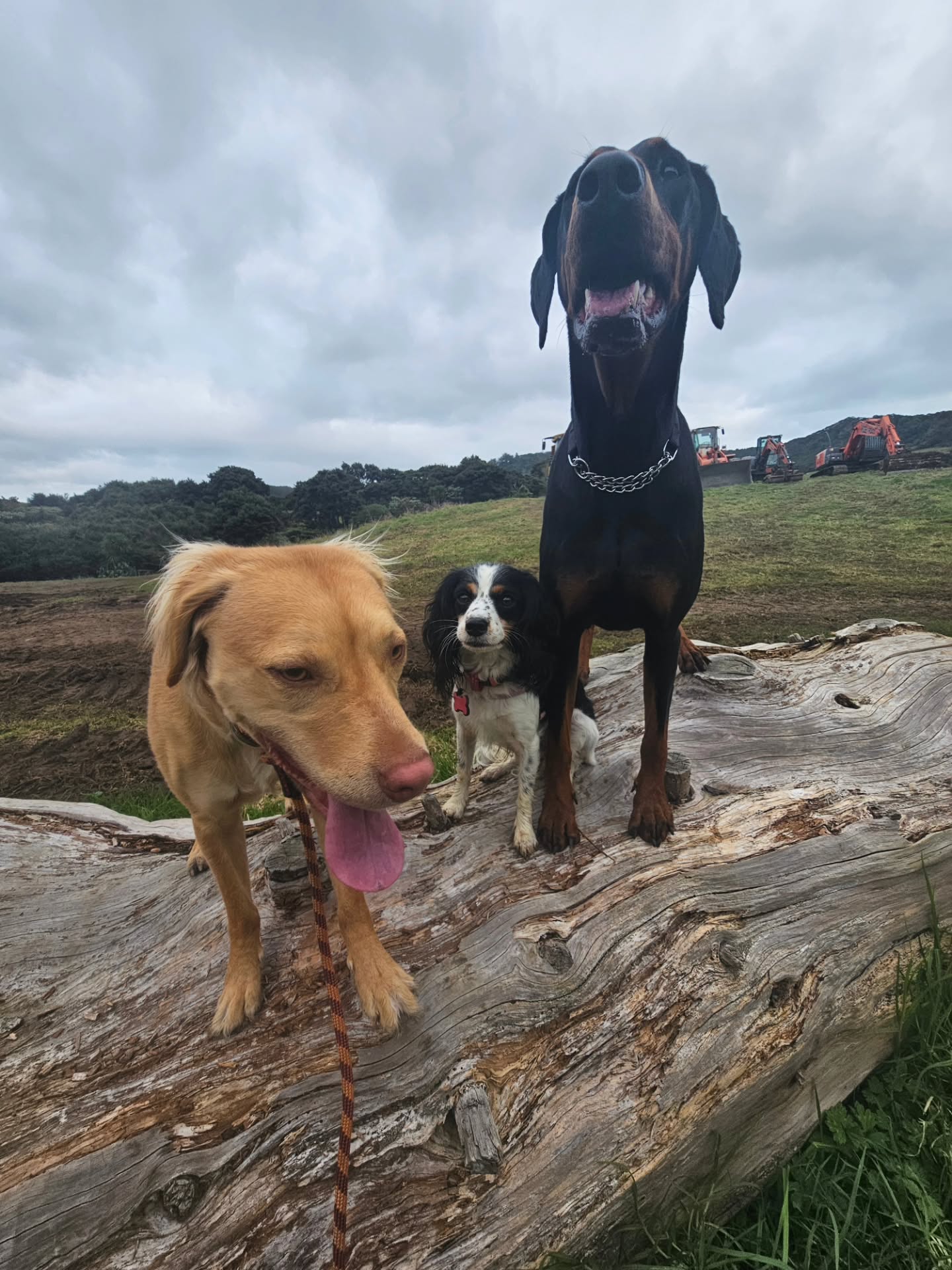 A Friday afternoon walk with Paris, Raven and Clover. A nice dry walk with the work that has been do...
