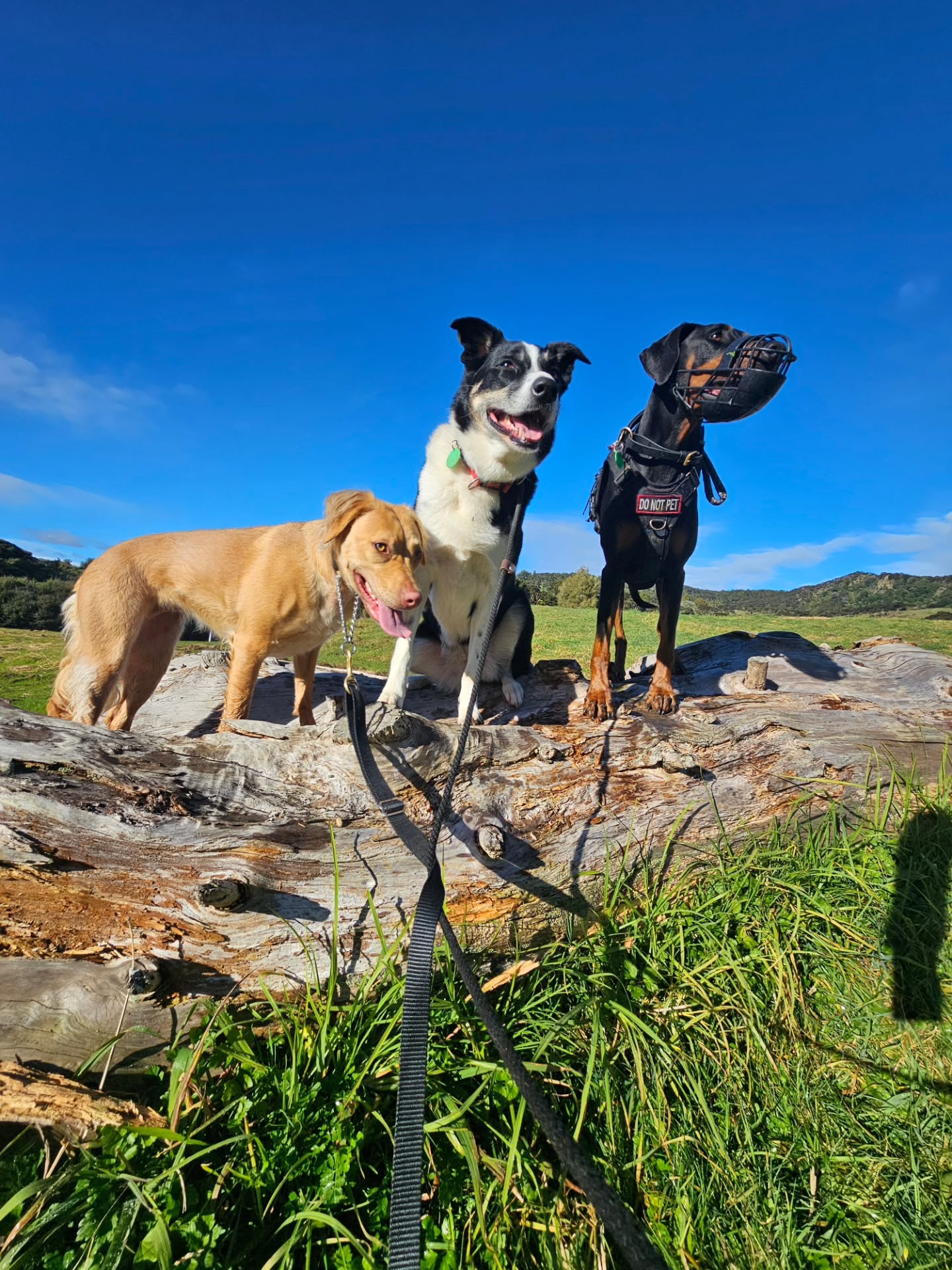 A walk this morning up the road of doom and around the block with Paris, Takoda, Shaymus and the Dar...