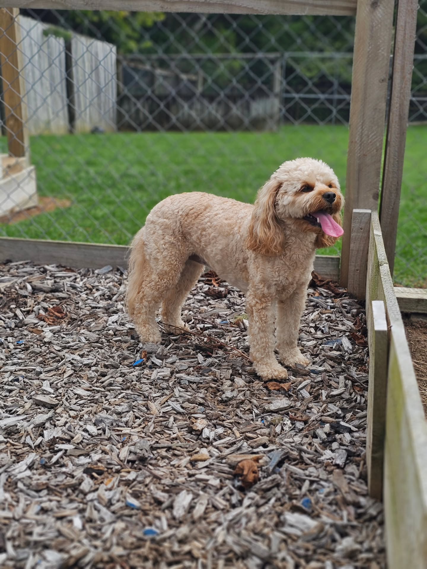 Today's other little people. #doggydaycare #dogboarding #doglovers #doglife #happydogs