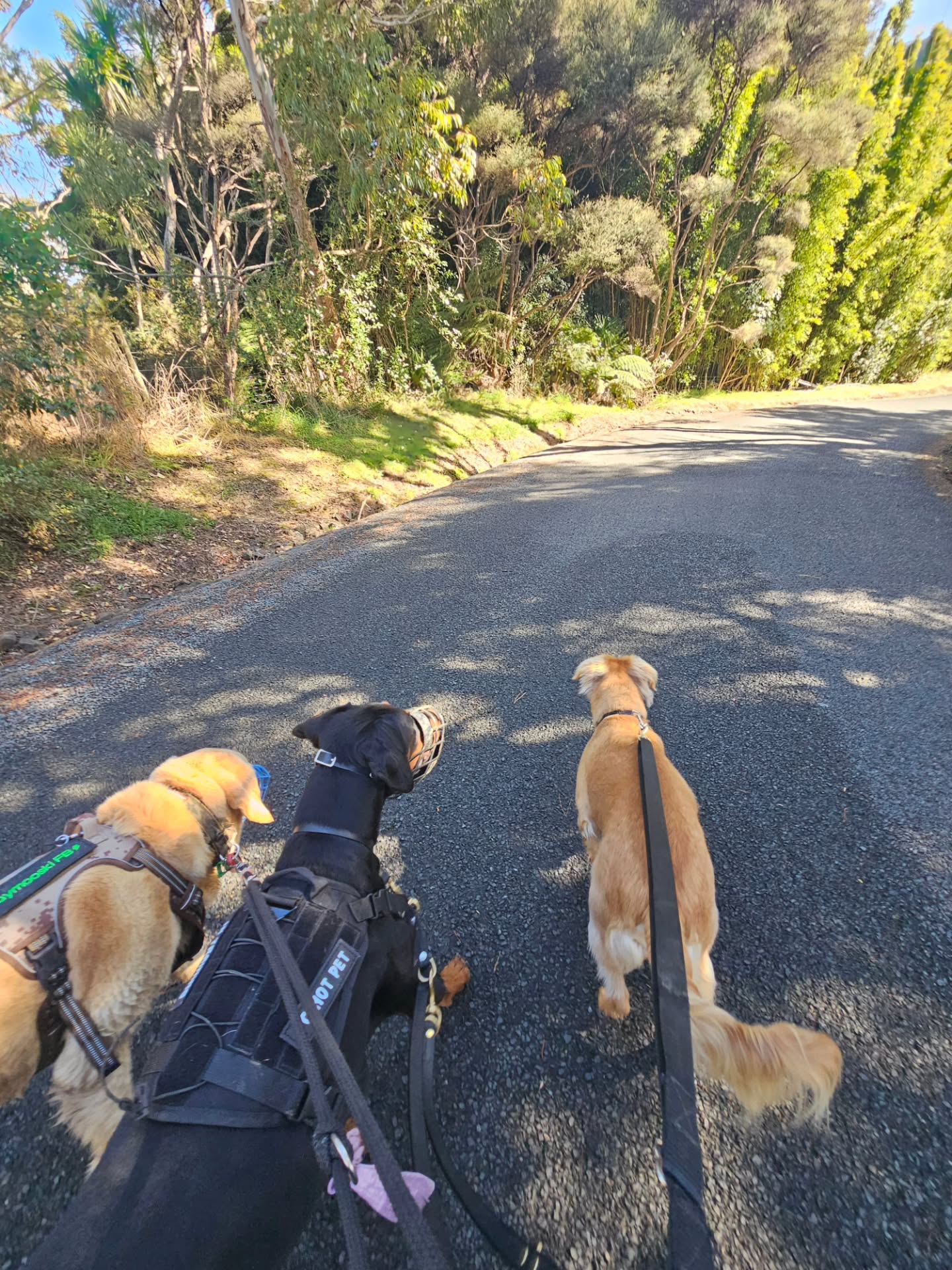 This mornings walk, we went anti clock wise around the block, it does not make it better! But the fr...