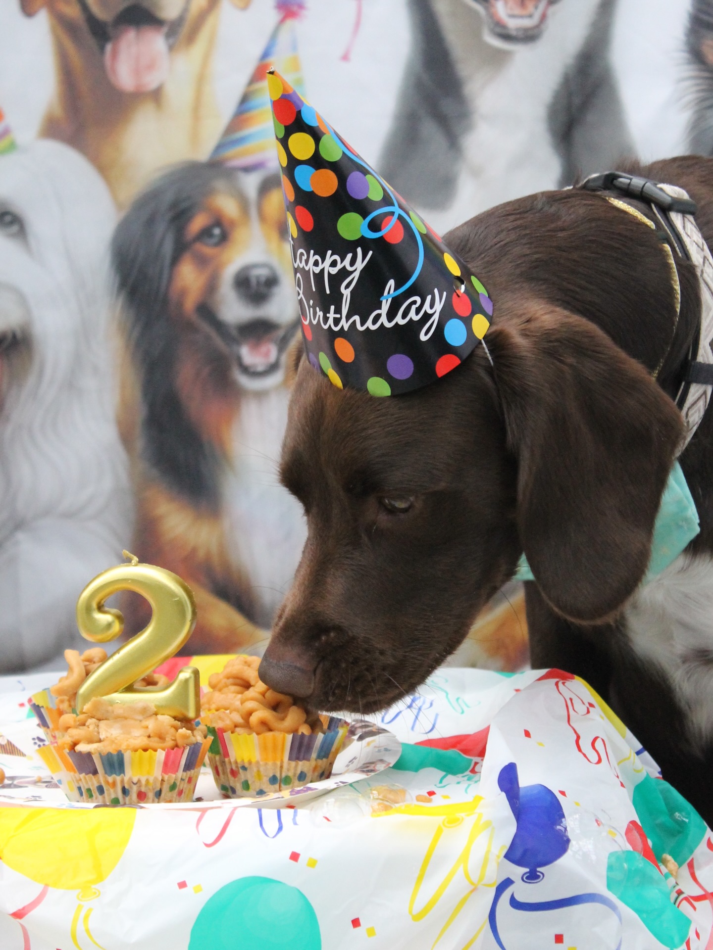 A little sneak peek to the fun we had celebrating Maisie's 2nd birthday! make sure to check out the ...