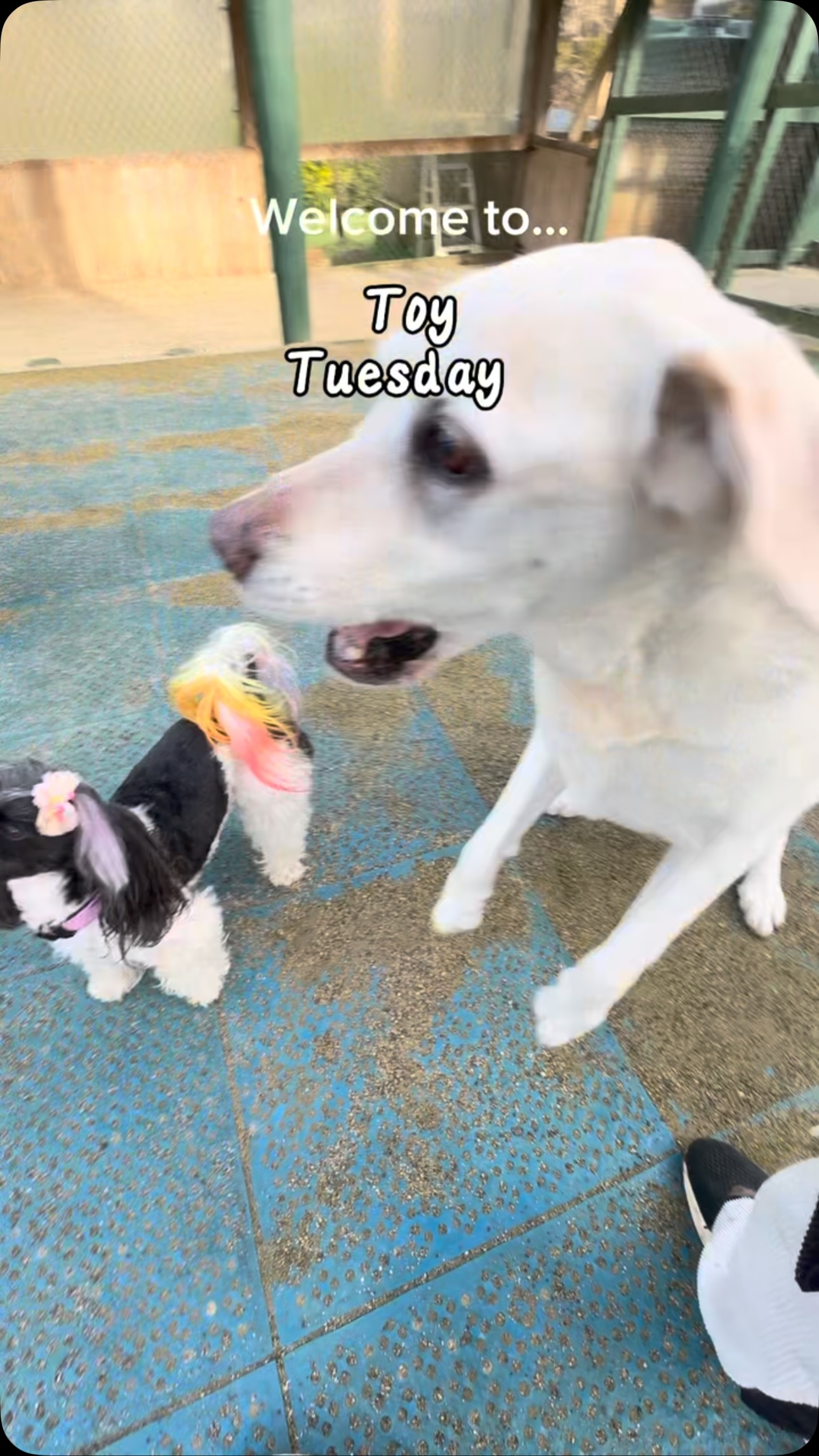 TOY TUESDAY Today’s theme was simple: TOYS. EVERYWHERE. Balls were chased, bubbles were hunted with ...